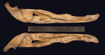 Media type: image;   Herpetology R-153039